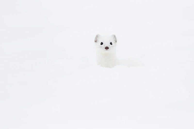 Stoat