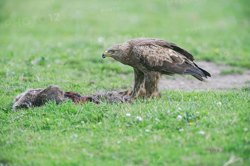 Lesser spotted eagle