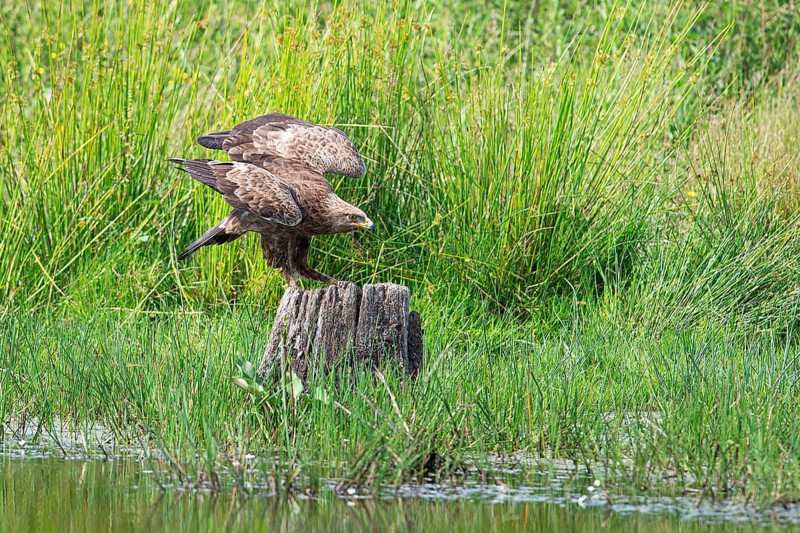 Lesser spotted eagle