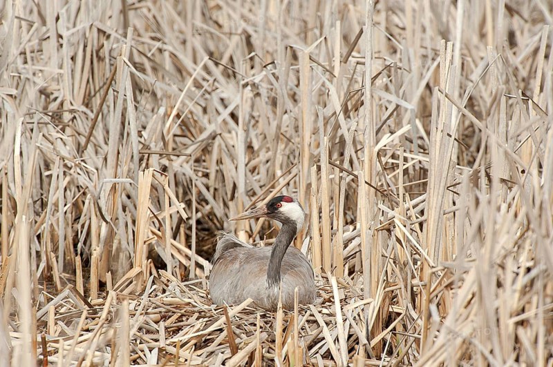 Crane