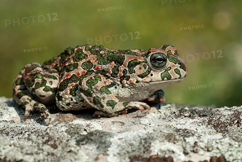European green toad
