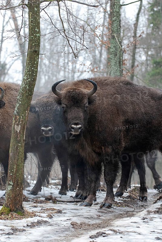 European bison