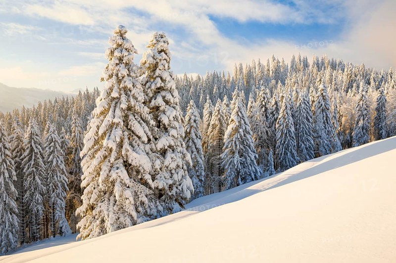 Snowy spruce forest at Ratenpass