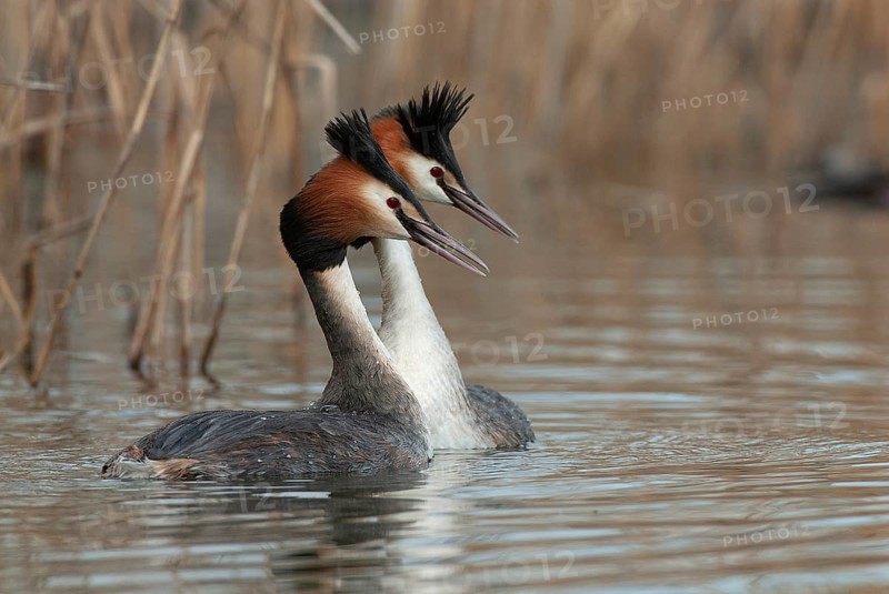 Great crested grebe
