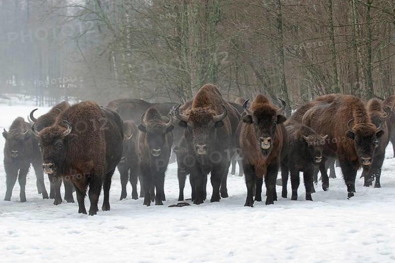 European bison