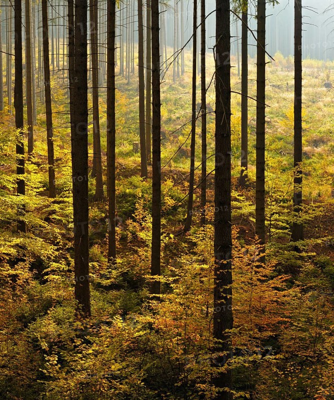 Spruce forest with incipient regeneration by beech in autumn
