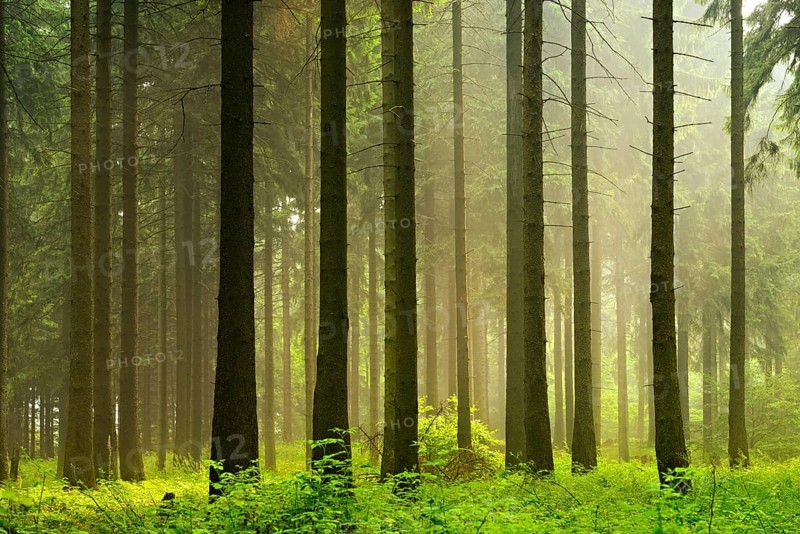 Atmospheric spruce forest in the early morning