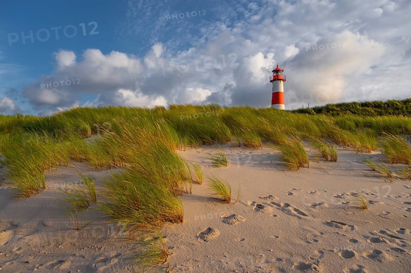 Evening light