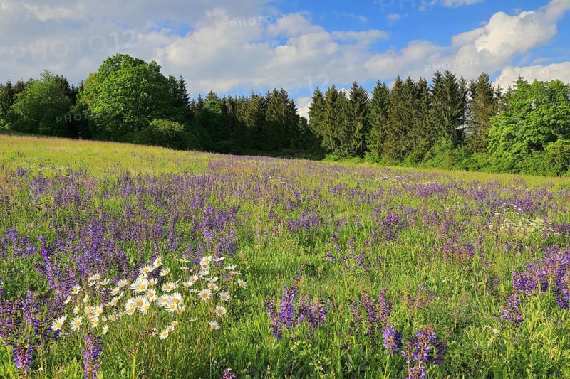 Meadow Clary