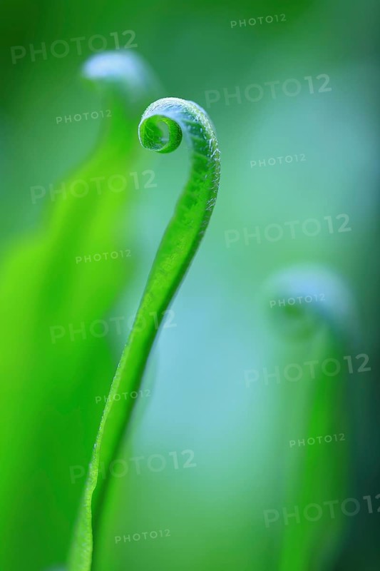 Hart's-tongue fern