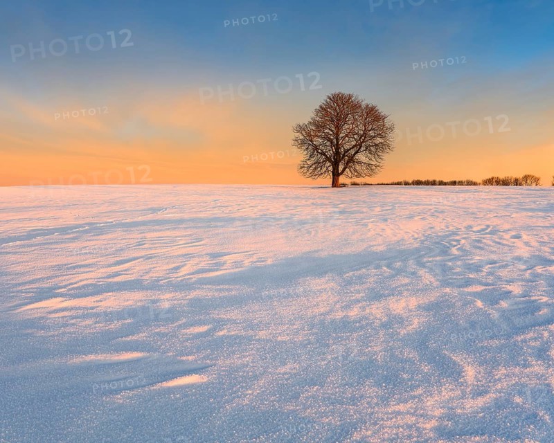 Solitary horse chestnut