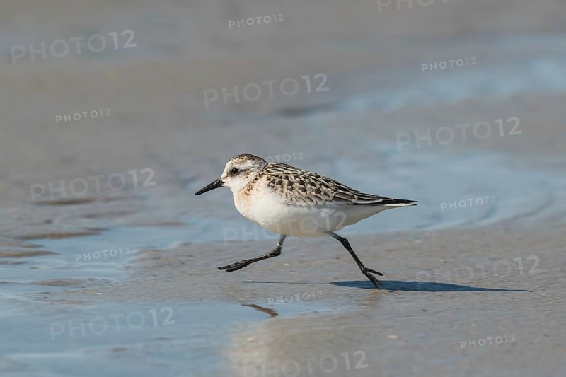 Sanderling