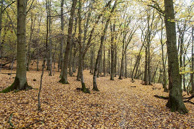 Yellow carpet of leaves