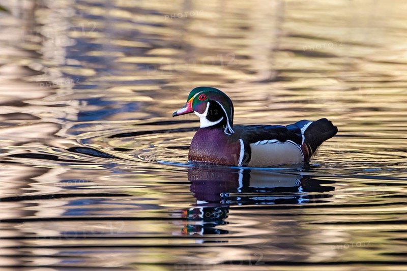 Wood duck