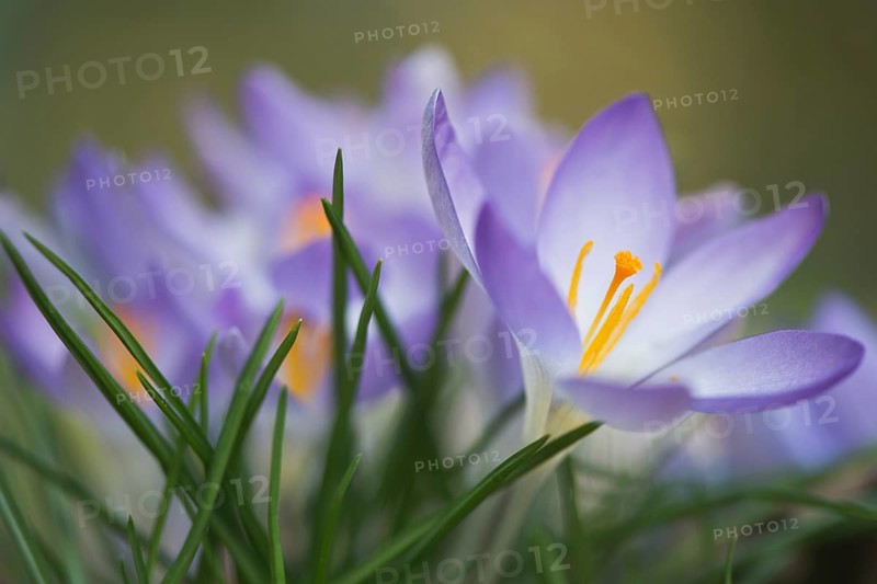 Early Crocus