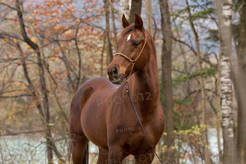 Thoroughbred Arabian gelding chestnut in autumn portrait with decorative halter