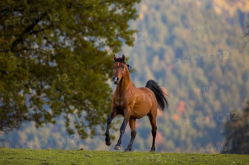 Brown thoroughbred arabian stallion in front of autumnal scenery