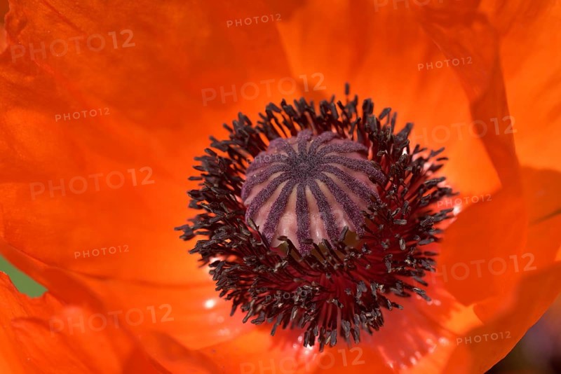 Flower giant poppy