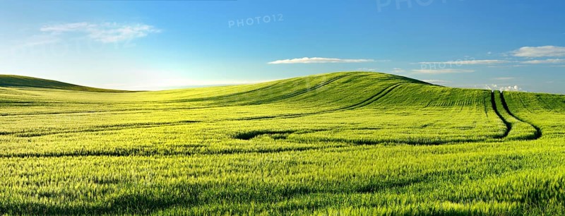 Endless green barley field in spring