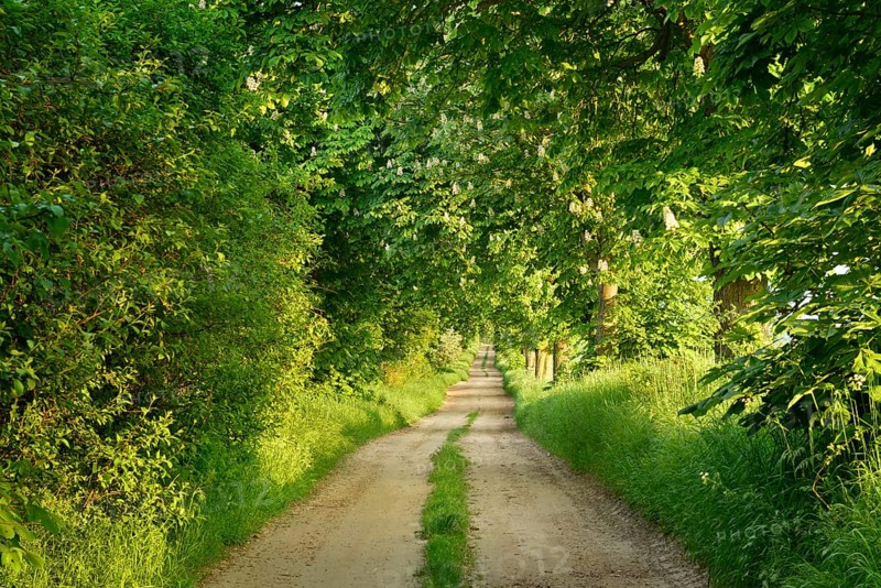 Field path through avenue with flowering Horse chestnuts
