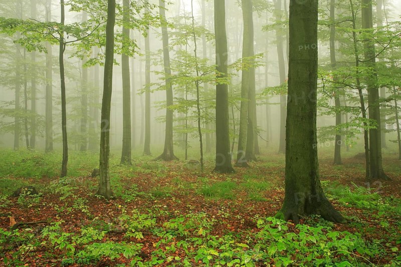 Beech forest