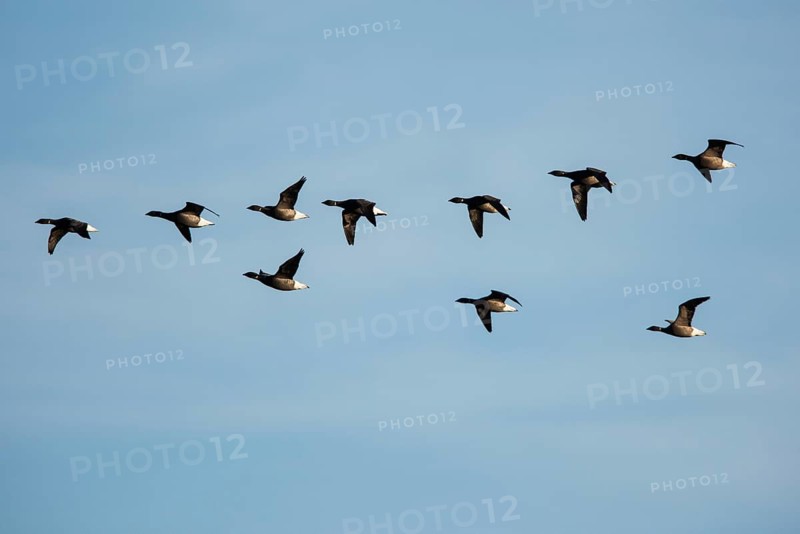 Brent Goose