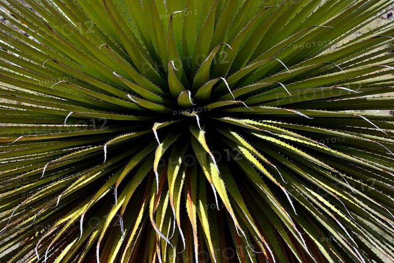 Puya raimondii