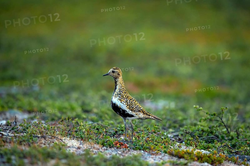 European golden plover