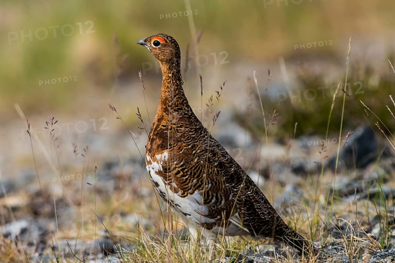 Willow ptarmigan