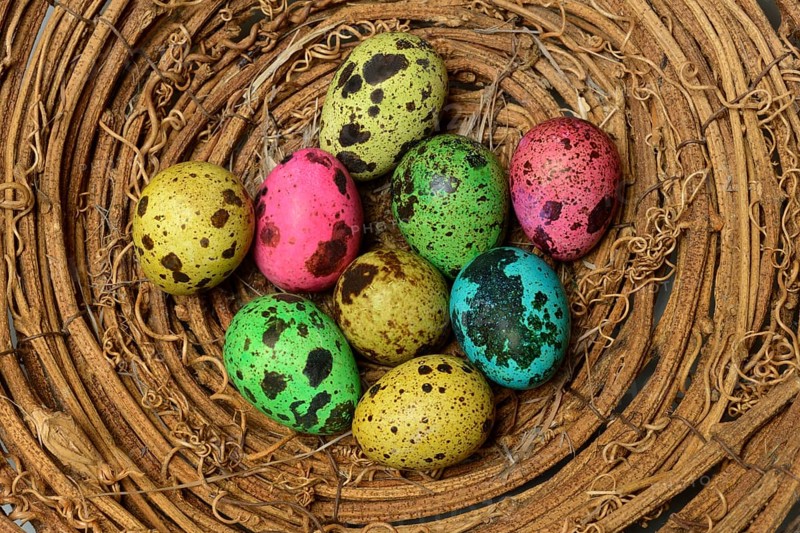 Colored quail eggs in nest
