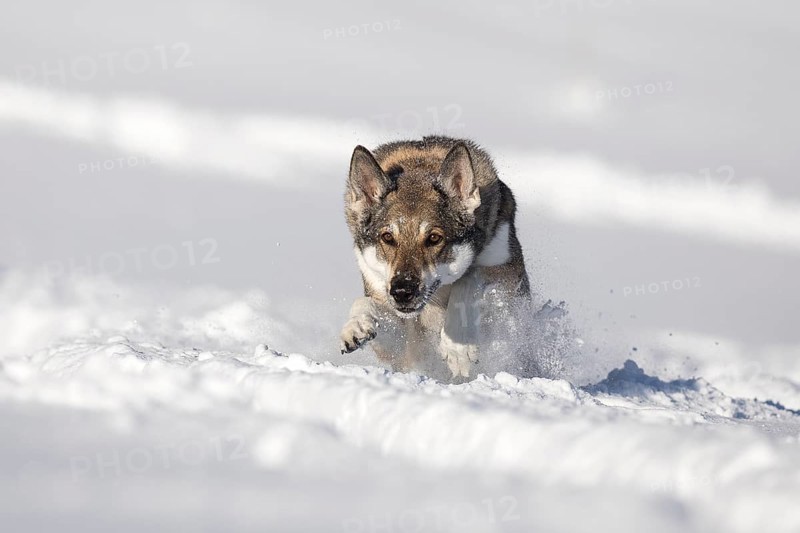 Shepherd dog mixed-breed playing in deep snow