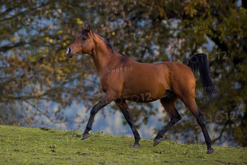 Brown thoroughbred arabian stallion in front of autumnal scenery