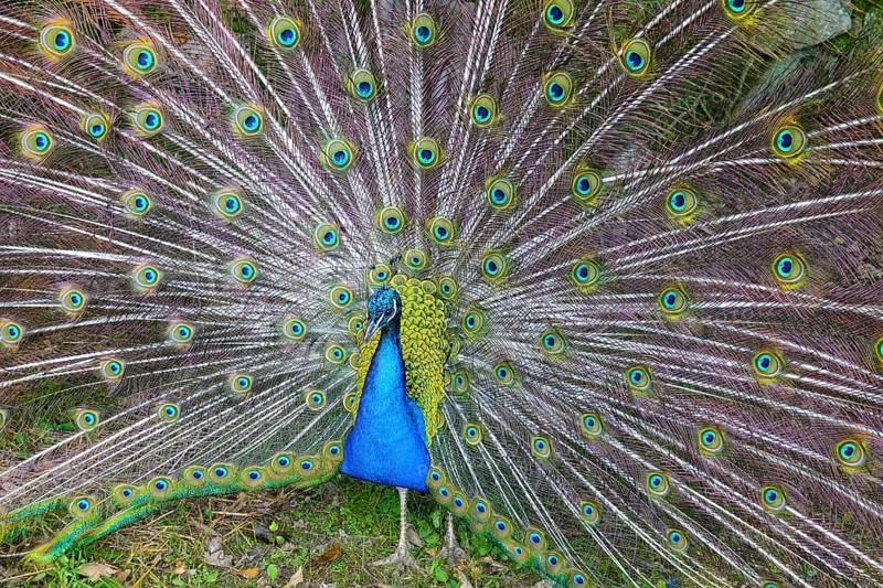 Peacock beats wheel