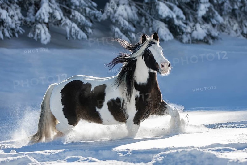 Pied Tinker mare running in deep snow