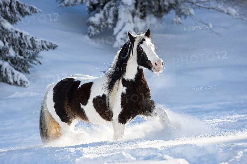 Pied Tinker mare running in deep snow
