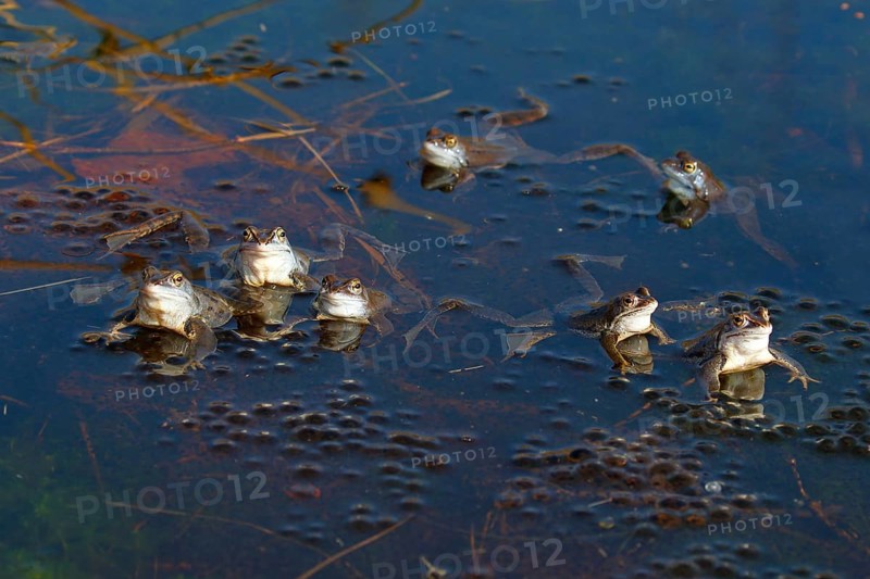 Moor frogs