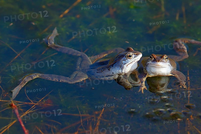 Moor frogs
