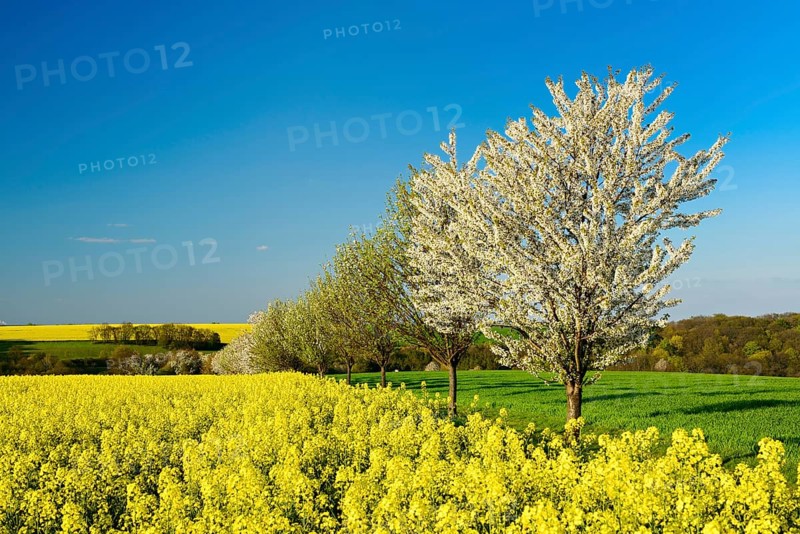 Cultural landscape in spring