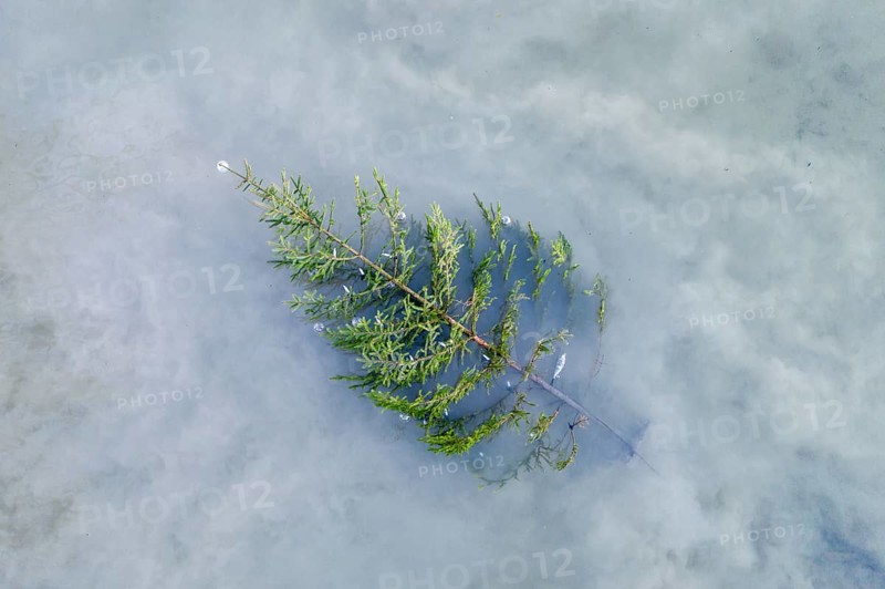 Christmas has fallen water