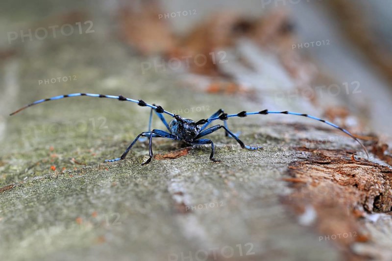 Rosalia longicorn