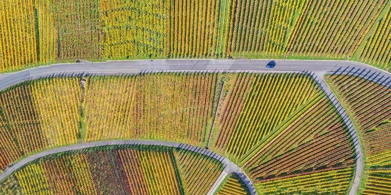 Vineyards wine in autumn nature season aerial view from above panorama in Stuttgart