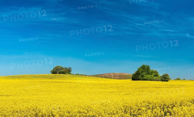 Hilly landscape with blooming rape field and field copses under blue sky