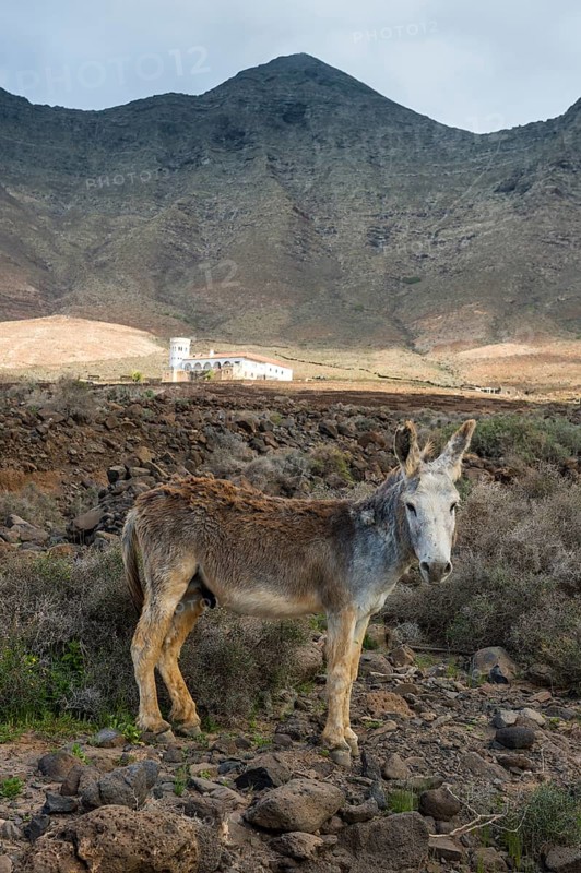 Donkey before Villa Winter in the rocky cliffs of Cofete