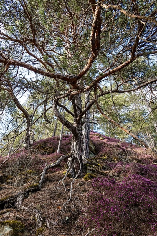 Flowering snow heather