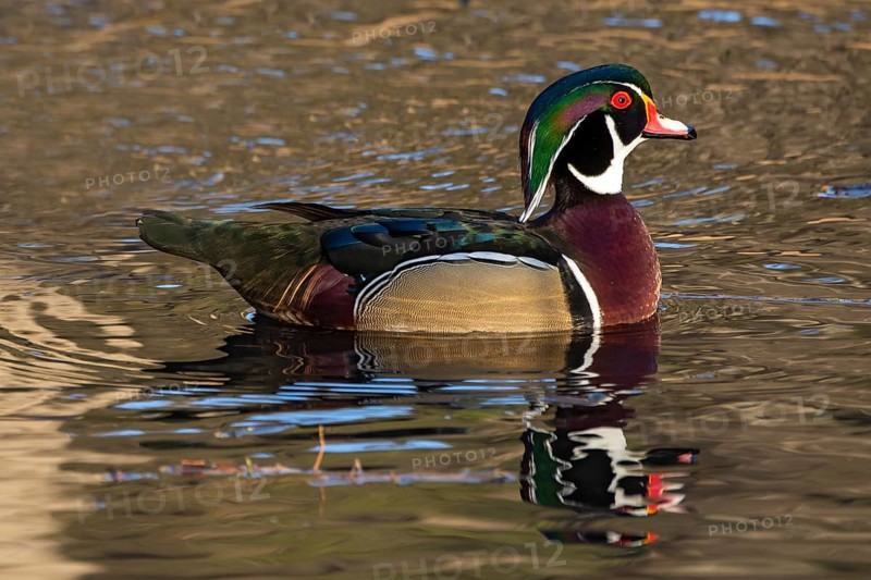 Wood duck