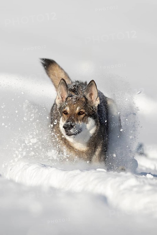 Shepherd dog mixed-breed playing in deep snow