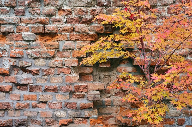 Brick wall and fan maple