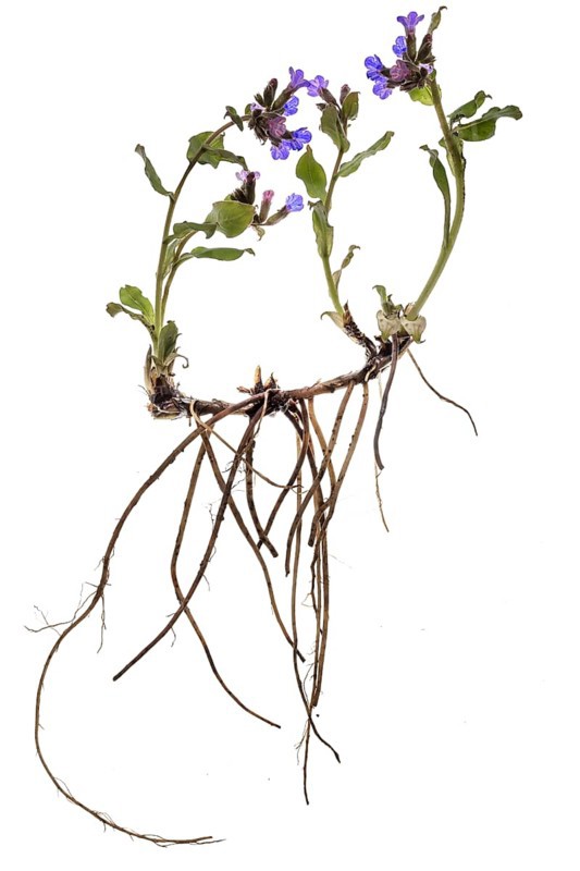 Lungwort