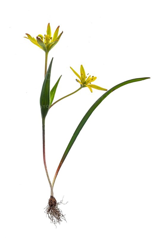Yellow star-of-Bethlehem