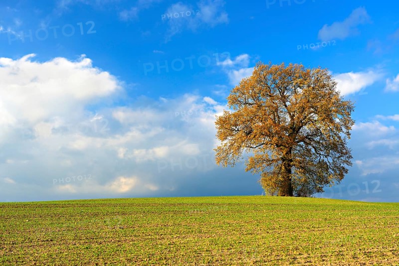 Solitary oak on field in autumn